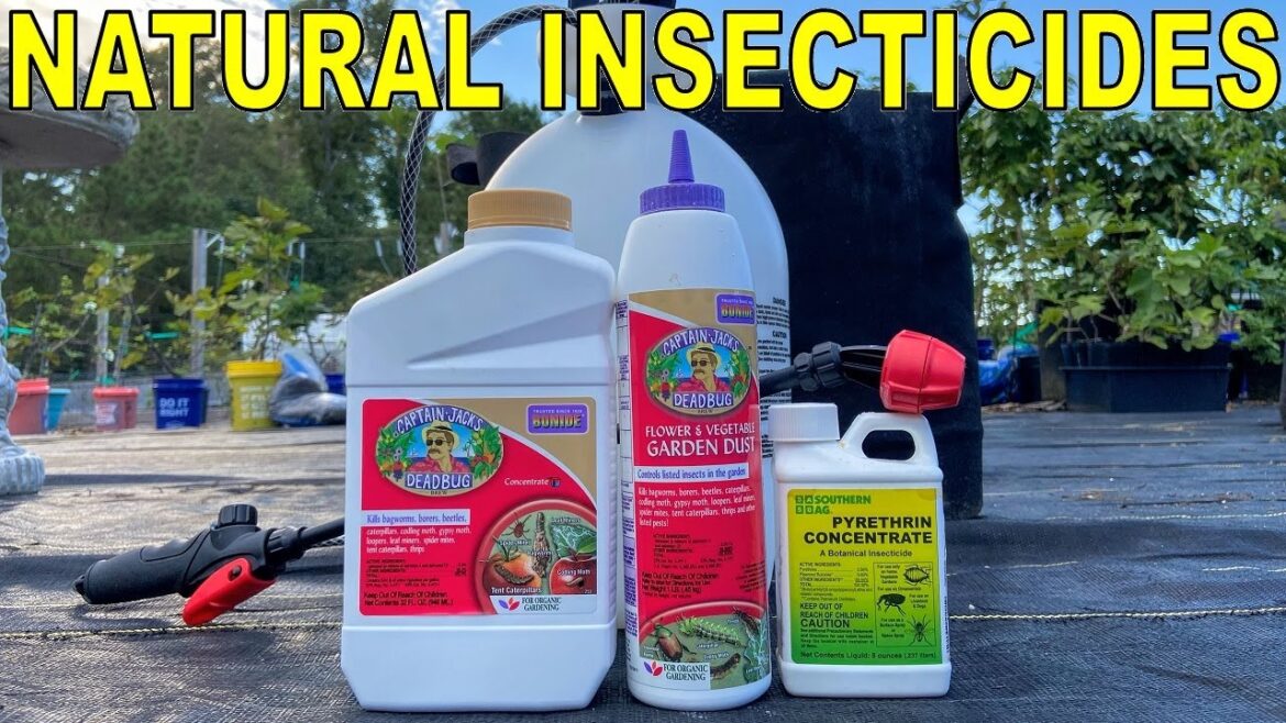 2 Natural Insecticides Every Organic Gardener Should Have