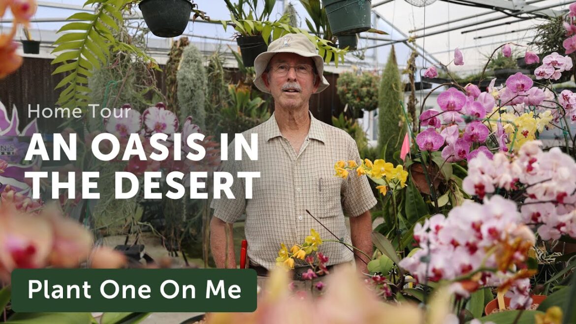 Mark Dimmitt’s PLANT OASIS in the DESERT — Ep. 336 Mark Dimmitt's PLANT OASIS in the DESERT — Ep. 336