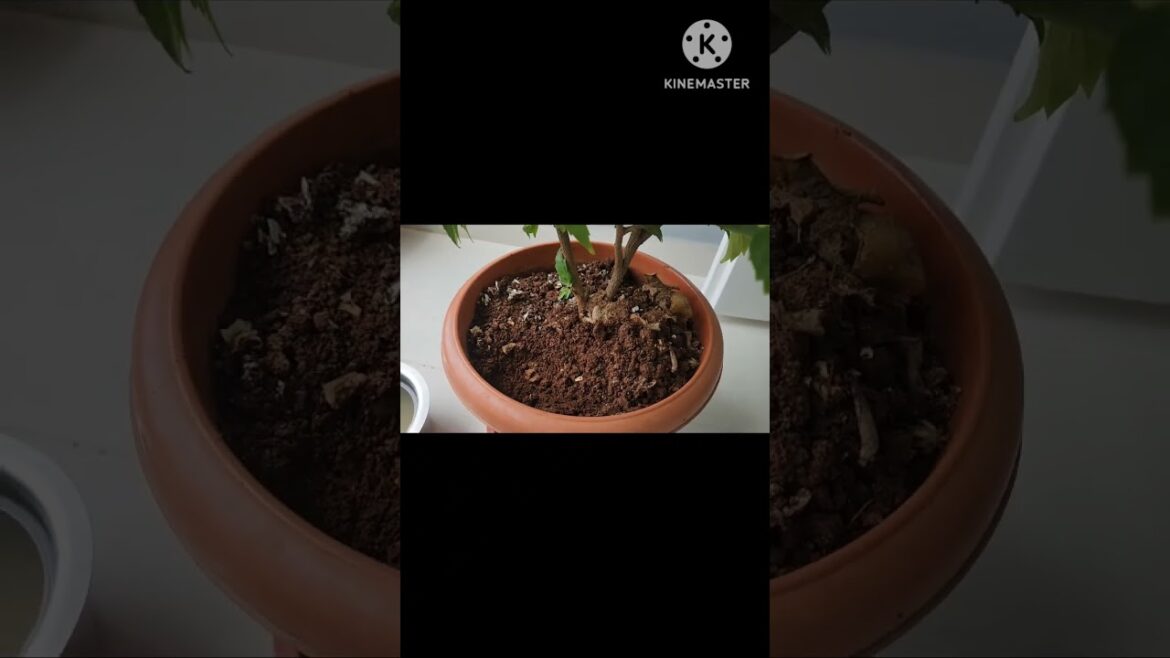 #green #hibiscus #gardening #greenfloor #gudhal #tips&care #plantinghttps://youtu.be/jpf1qVFST0U #green #hibiscus #gardening #greenfloor #gudhal #tips&care #plantinghttps://youtu.be/jpf1qVFST0U