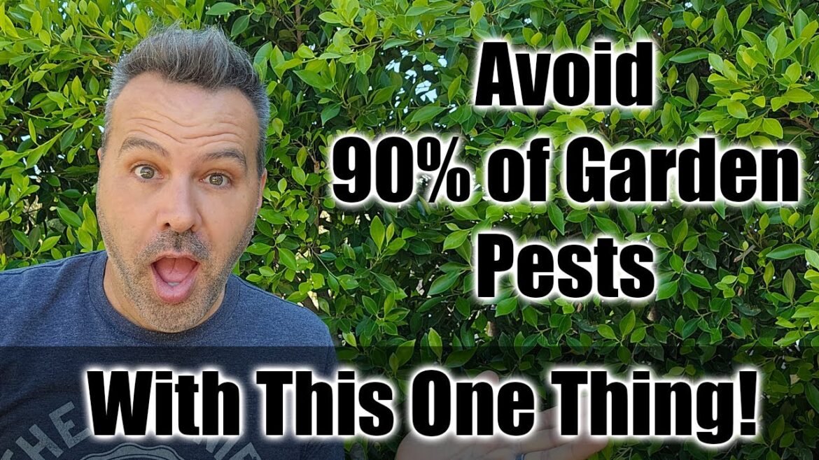 California Garden TV: This ONE THING Gets Rid of 90% of Pest Damage in Your Garden. This ONE THING Gets Rid of 90% of Pest Damage in Your Garden.