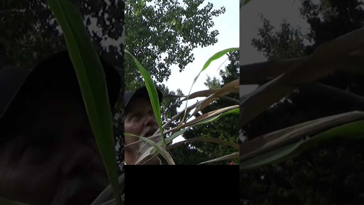 Deer eyeing the sugarcane #garden #containergarden #gardentips Deer eyeing the sugarcane #garden #containergarden #gardentips