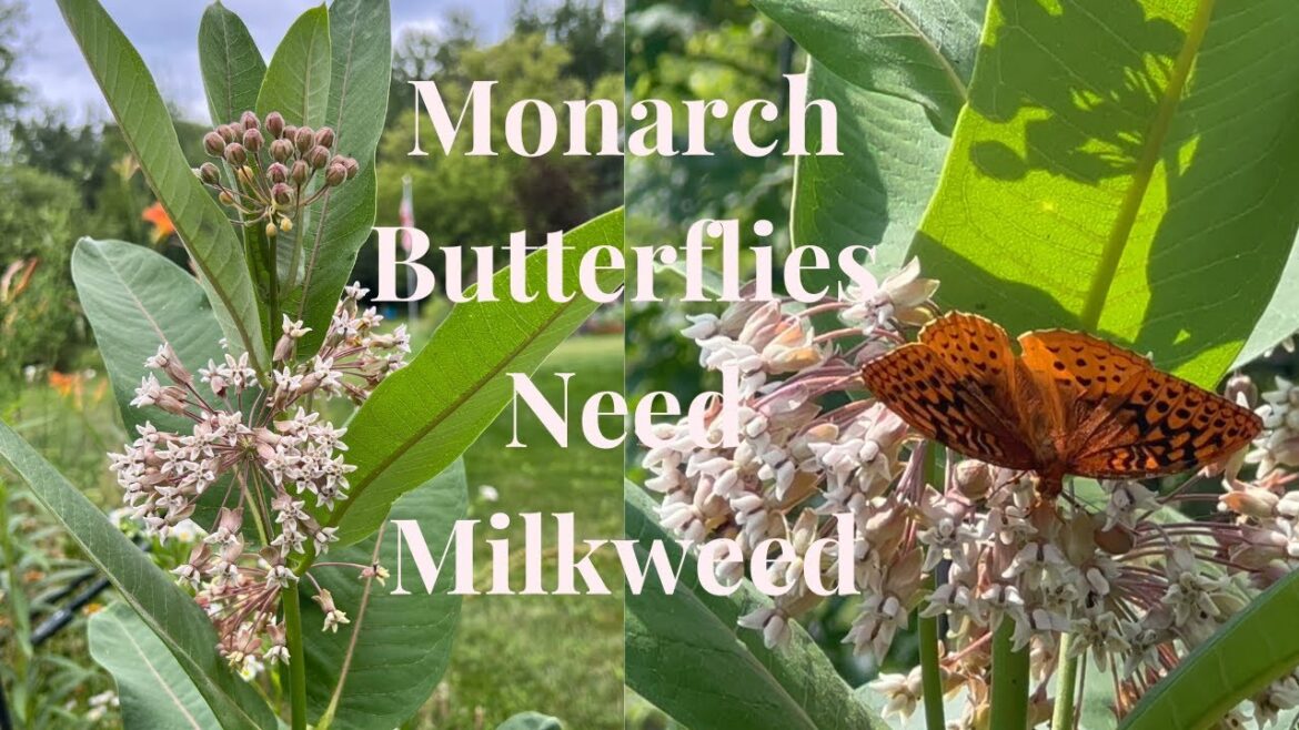 Milkweed and Monarch Butterflies // Gardening at the Simongetti North Milkweed and Monarch Butterflies // Gardening at the Simongetti North