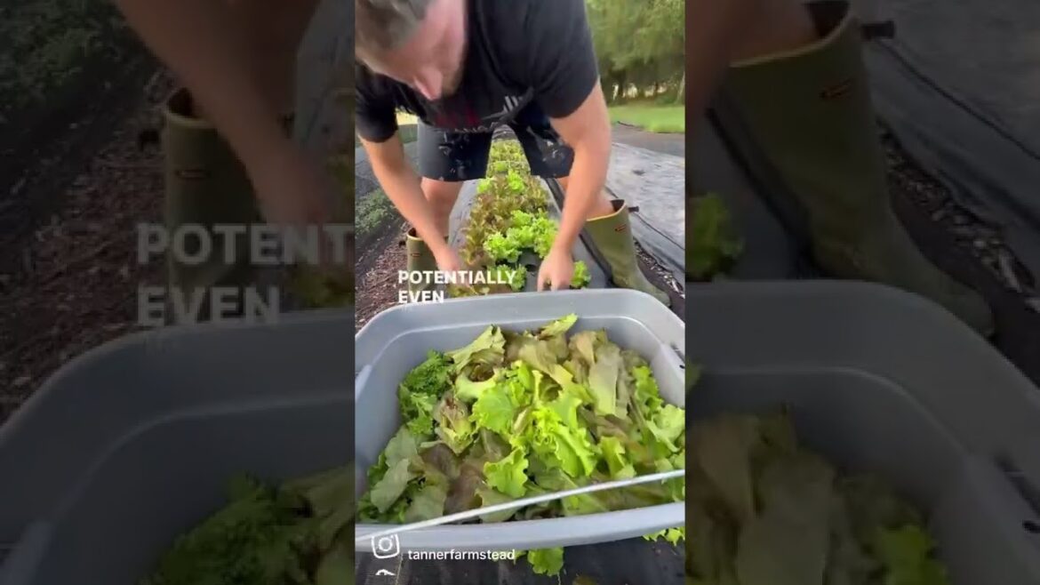 How to start a garden from scratch #startingagarden #gardening #garden #homestead  #homesteading