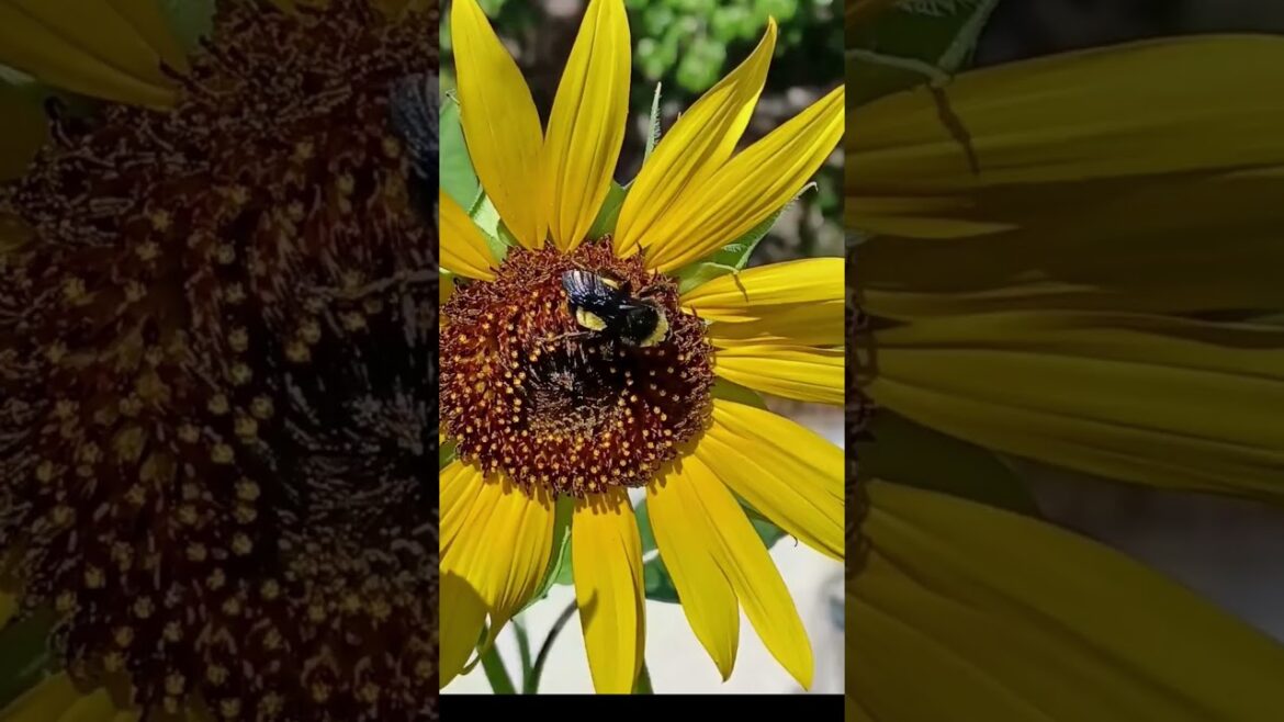 Valerie’s garden #gardeningtips #garden #containergarden Valerie's garden #gardeningtips #garden #containergarden