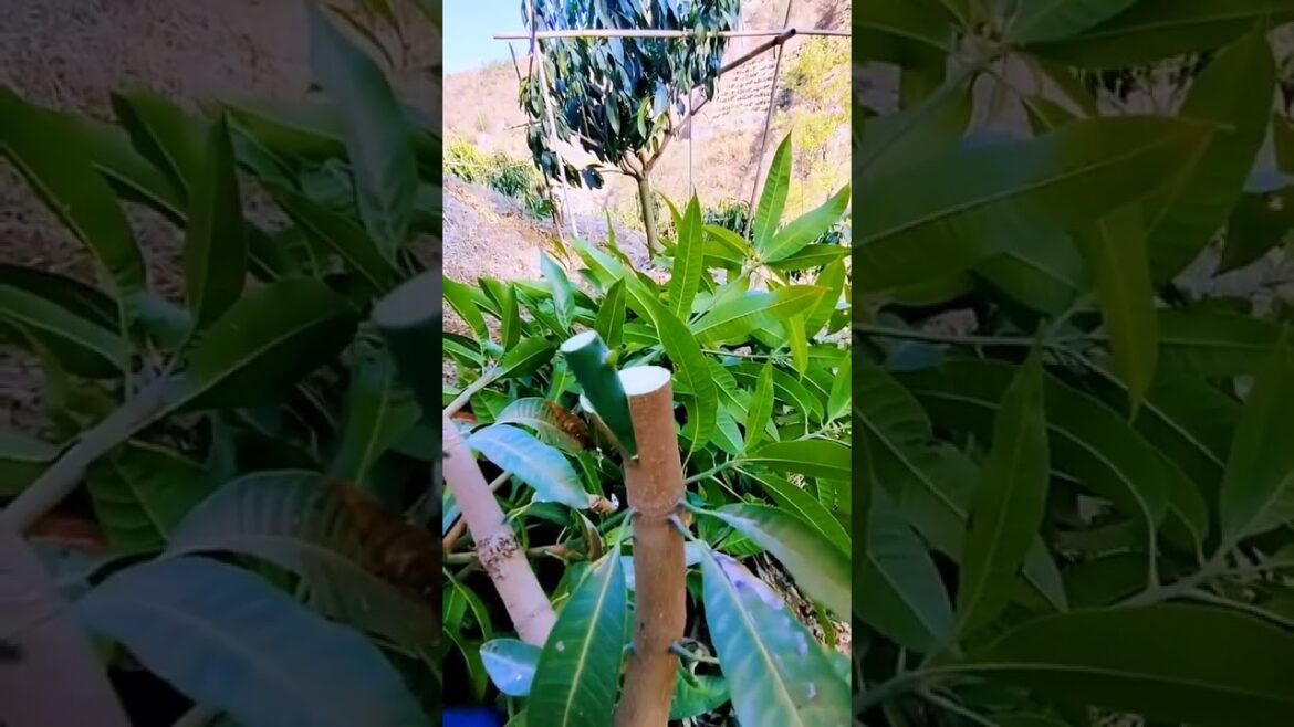 Grafting method of mango tree#plants #gardening #plant
