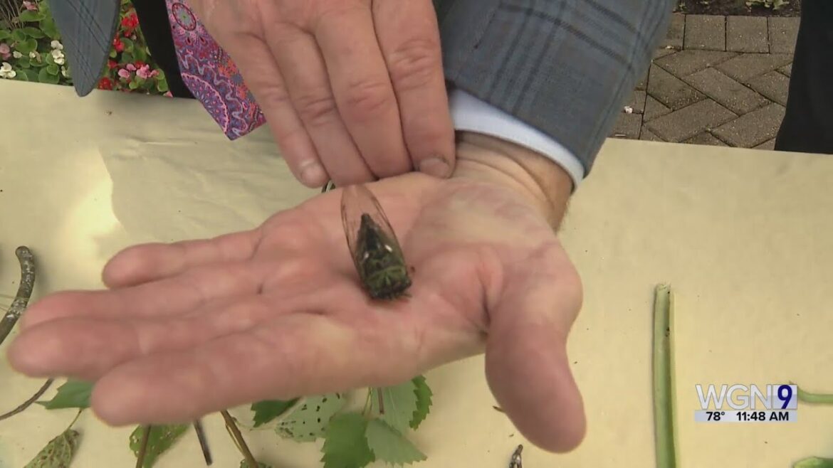 The Gardener's Toolbox: Good bugs vs. bad bugs in your garden