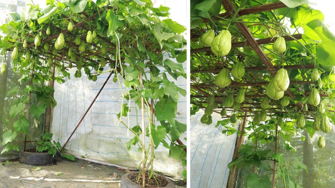 Amazing - Ideas Growing chayote at home with recycled tires