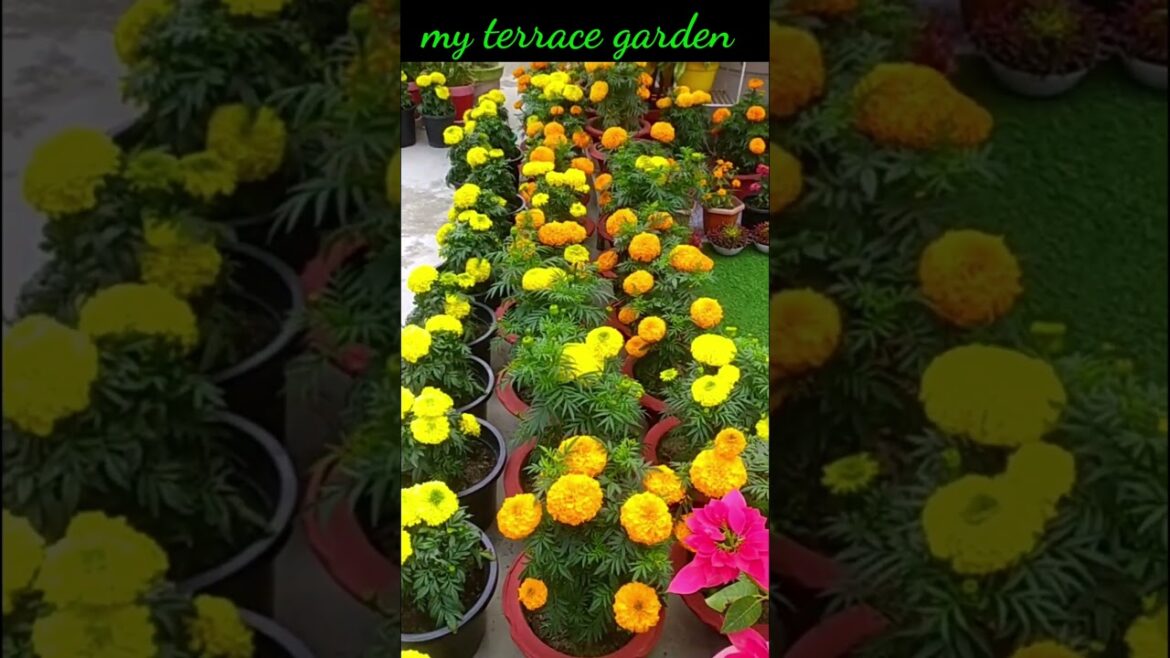 My garden ideas #youtubevideos #shorts#gardening#gardener