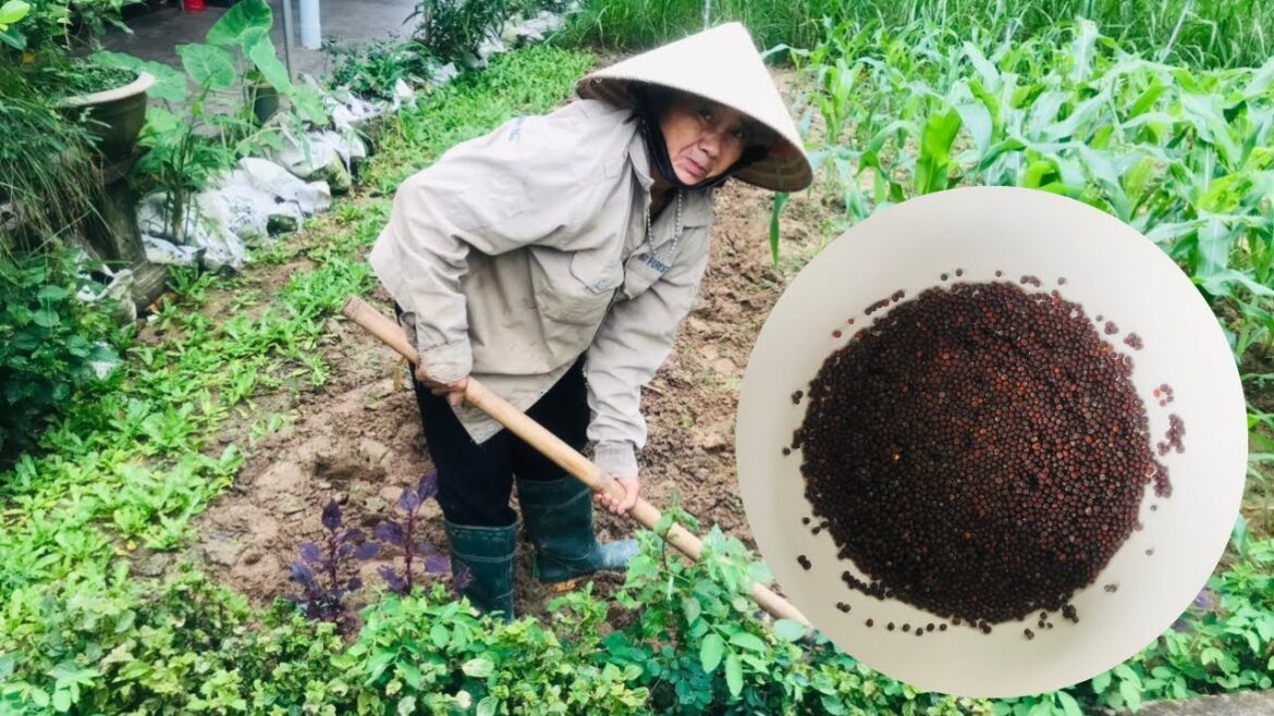 Mom grows spicy cruciferous vegetables in the garden Mom grows spicy cruciferous vegetables in the garden