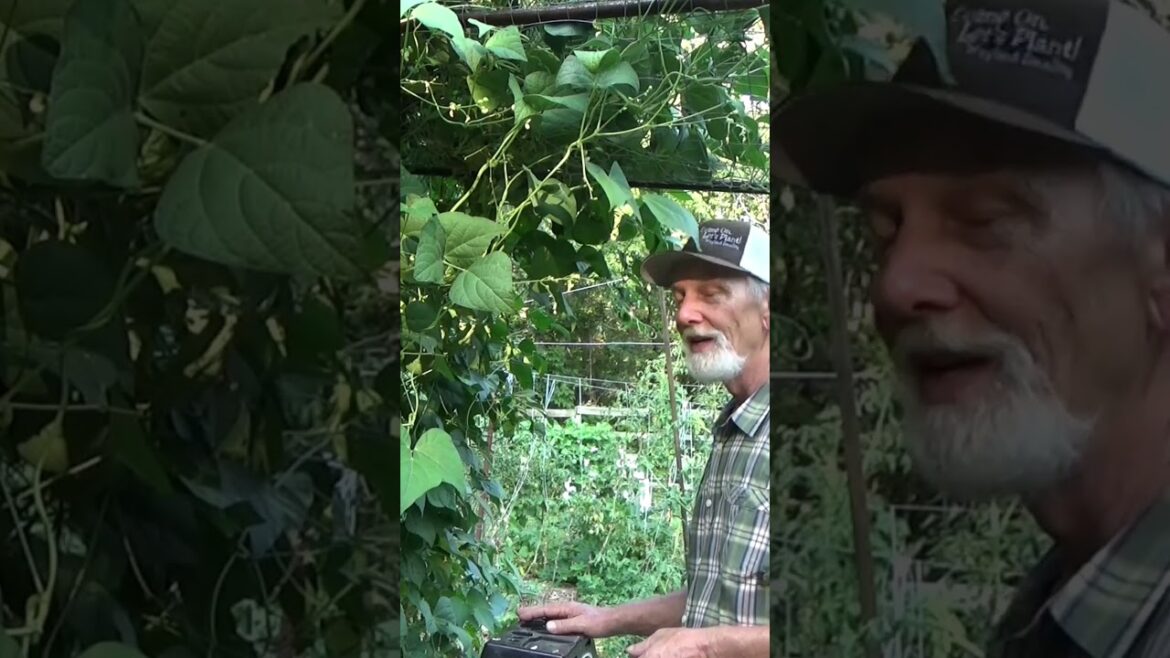When to pick beans, peas and cucumbers #garden #mulch #gardeningtips When to pick beans, peas and cucumbers #garden #mulch #gardeningtips