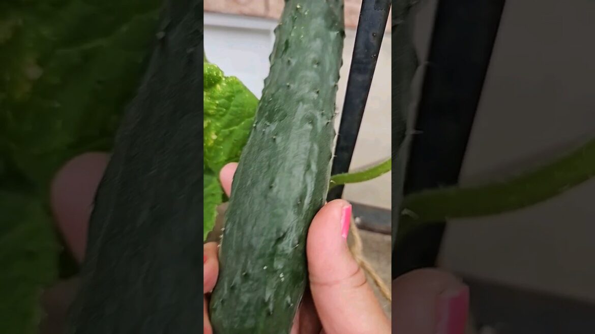 Harvesting Desi Kheera  #vegetablegardening #Harvestingcucumber #viralcucumber