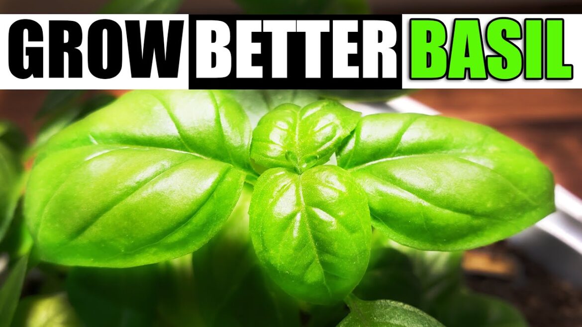 Growing The Best Basil - The Definitive Guide