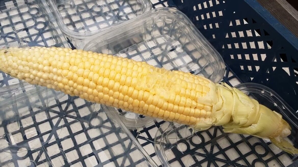 How Do I Protect My Sweet Corn From The Rats