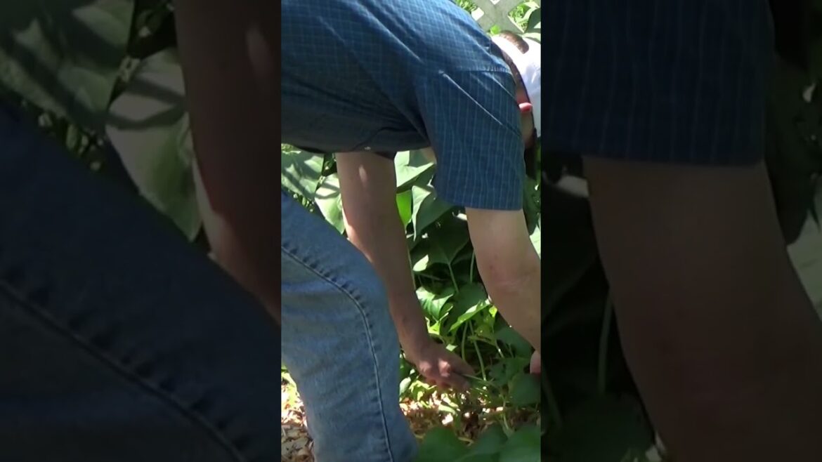 Adding cut vines to the mulch #garden #mulch #gardeningtips #gardentips Adding cut vines to the mulch #garden #mulch #gardeningtips #gardentips