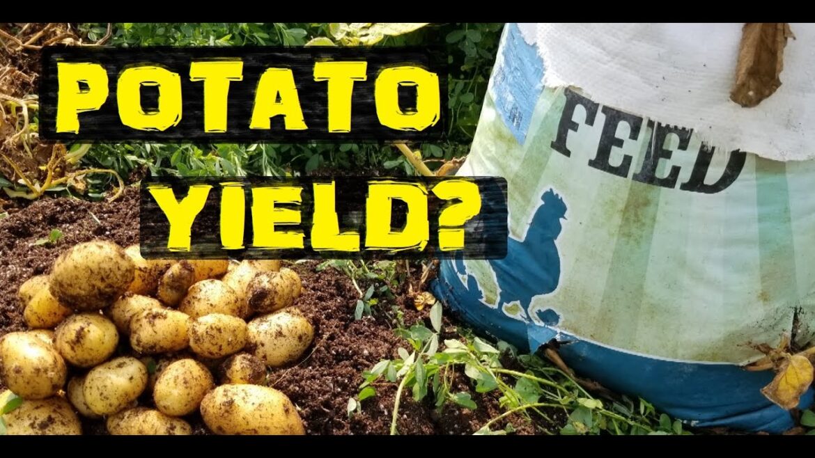 Results! Potatoes grown in a bag.