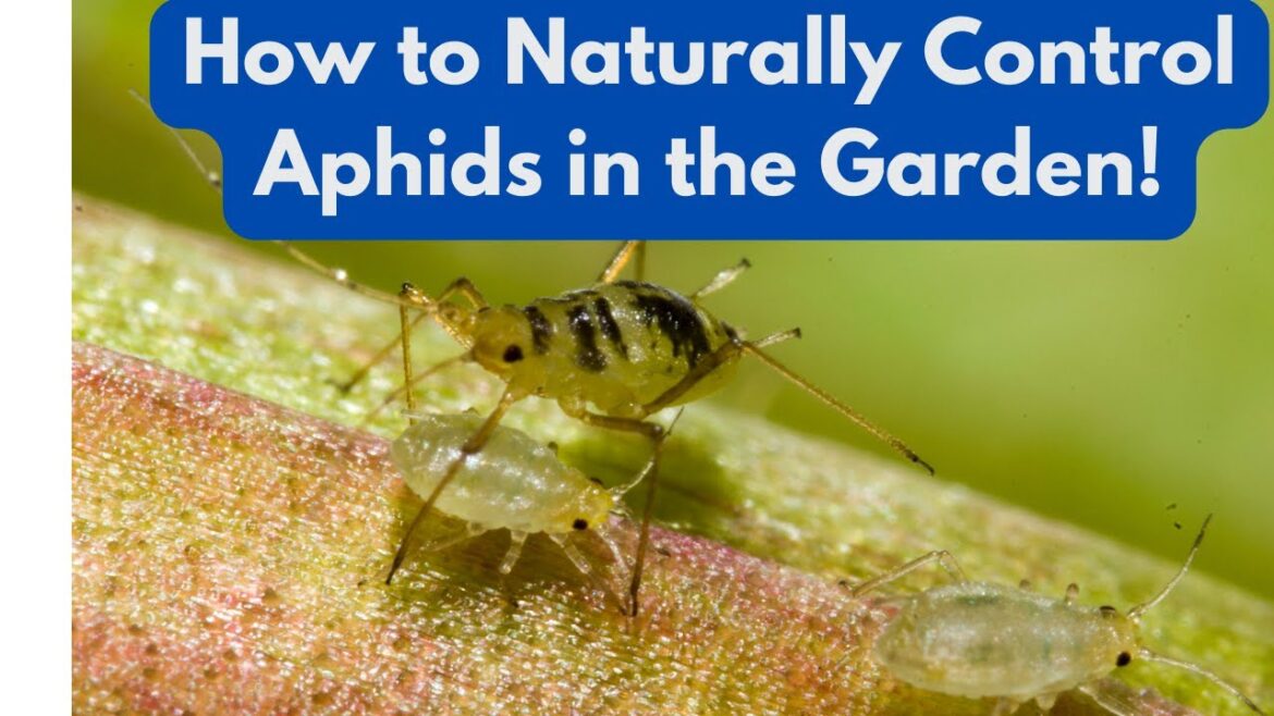 How To Safely and Naturally Control Aphids In Your Garden