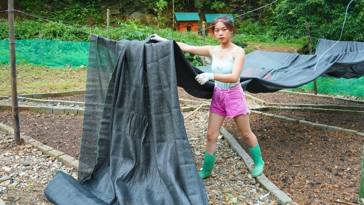 stretch tarpaulin against rain for vegetables, build a vegetable garden - build a farm