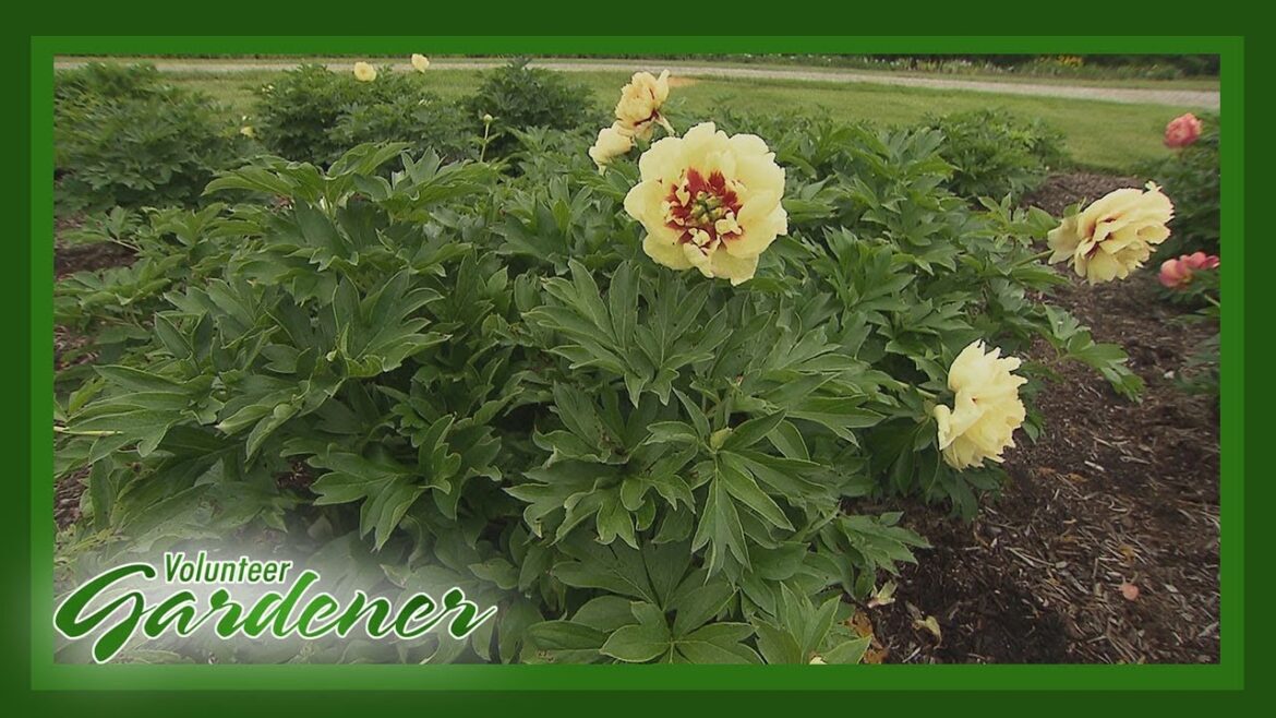 Intersectional Peonies (Itoh hybrids)| Volunteer Gardener Intersectional Peonies (Itoh hybrids)| Volunteer Gardener