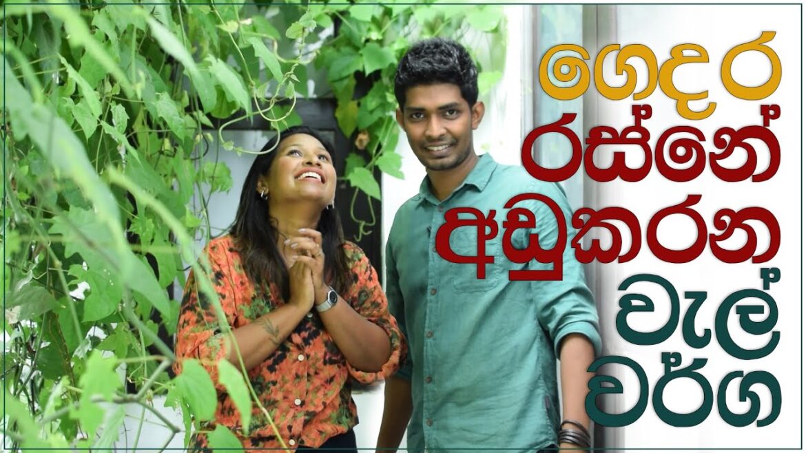 Heat reducing Creeper walls | Gardening Ideas | Episode 72 Heat reducing Creeper walls | Gardening Ideas | Episode 72