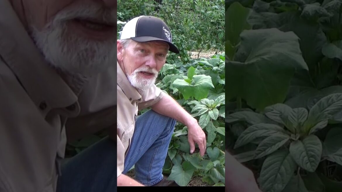 I would never tell another person how to garden #garden #mulch #gardentips