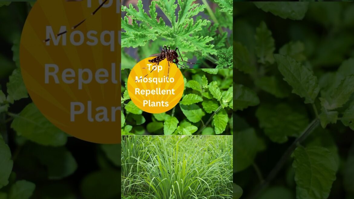 Top Mosquito Repellent Plants #mosquito #repellent #plants #garden #usefultips #tips #insects