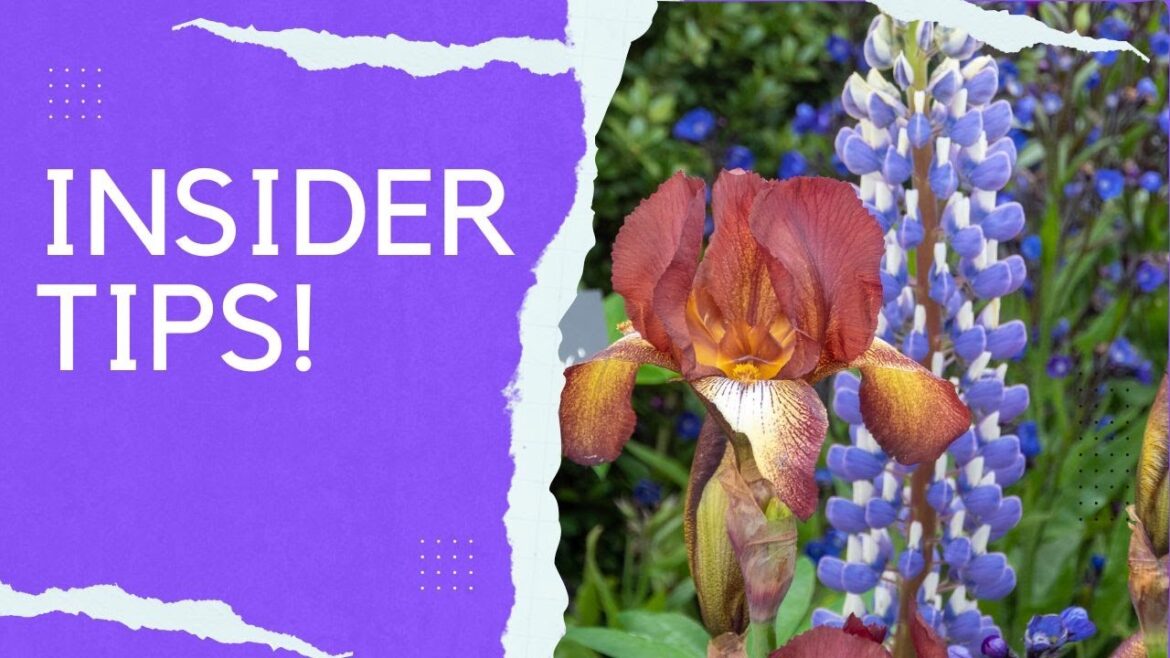 Shopping for plants - how to choose the best plants for your garden...