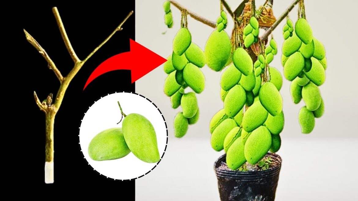 Growing your own Mangoes: Learn Mango grafting techniques | Grow mango | прививка мангового дерева Growing your own Mangoes: Learn Mango grafting techniques | Grow mango | прививка мангового дерева