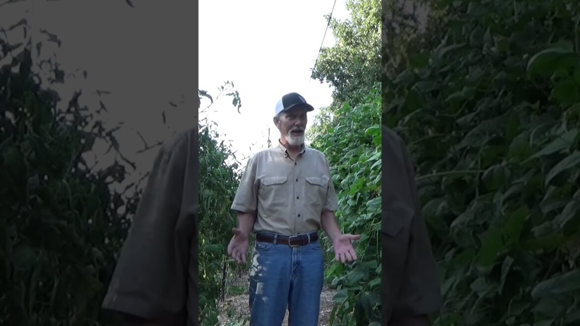 113 tomato plants might be to many #garden #gardeningtips #tomatoes #mulch