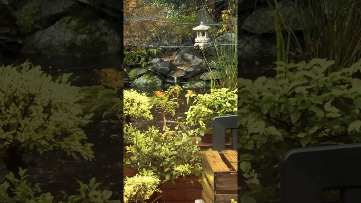 Great weather for bonsai?