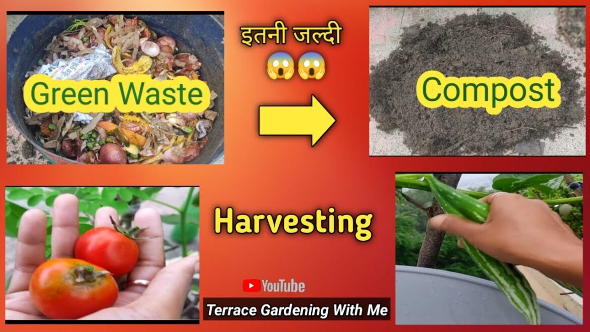 Garden Work/ Choti Si Harvesting/ Container Me Compost Kese Banaye Garden Work/ Choti Si Harvesting/ Container Me Compost Kese Banaye