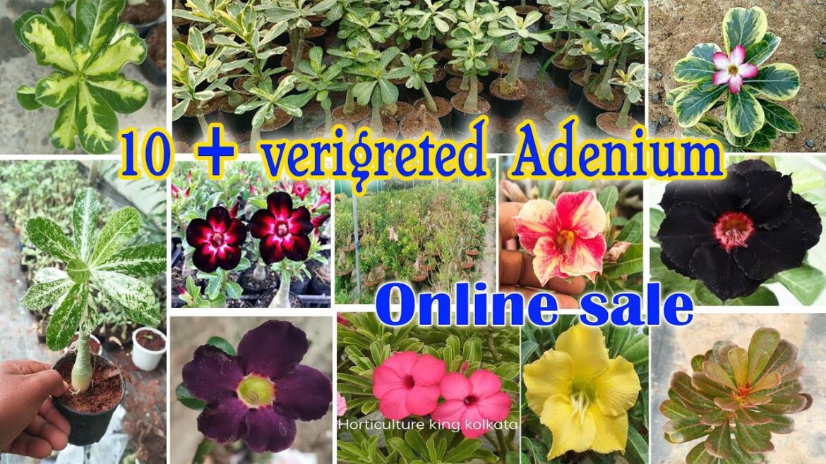 सबसे सस्ते आनलाईन पौधे, 10+Verigeted Adenium nursery Online sale gardening online plant shopping सबसे सस्ते आनलाईन पौधे, 10+Verigeted Adenium nursery Online sale gardening online plant shopping