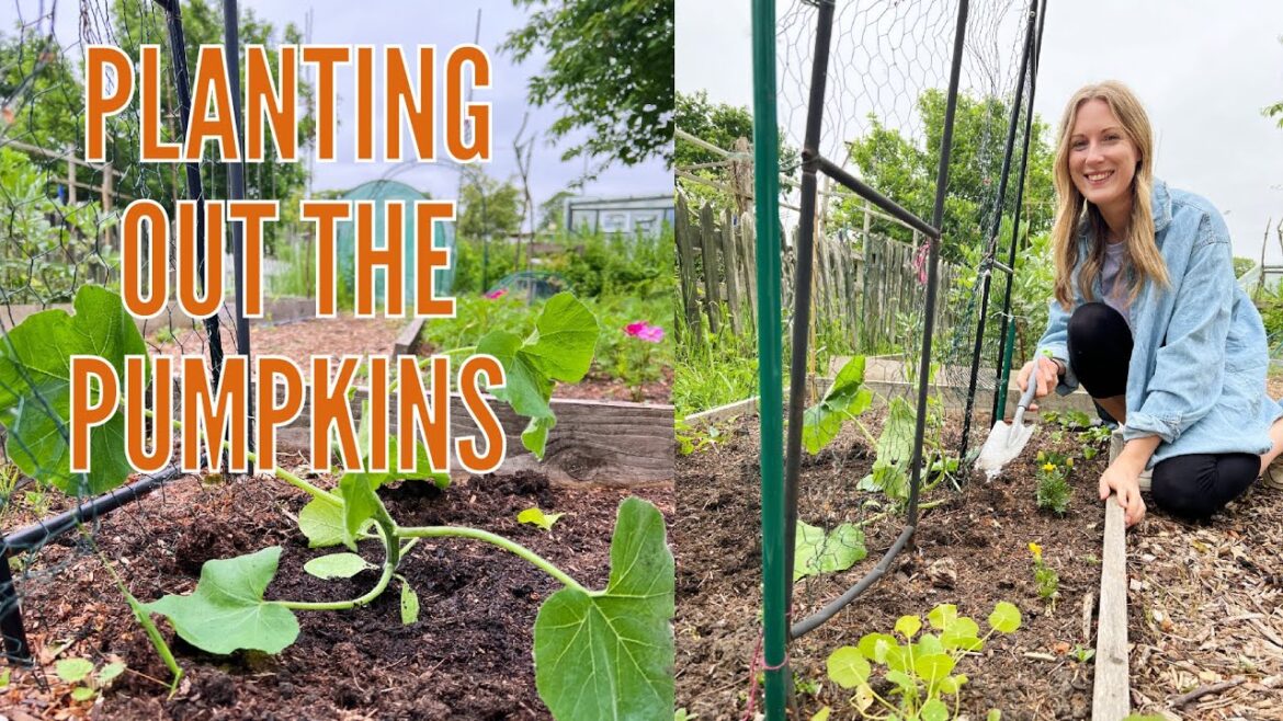 PLANTING OUT THE PUMPKINS / ALLOTMENT GARDENING FOR BEGINNERS