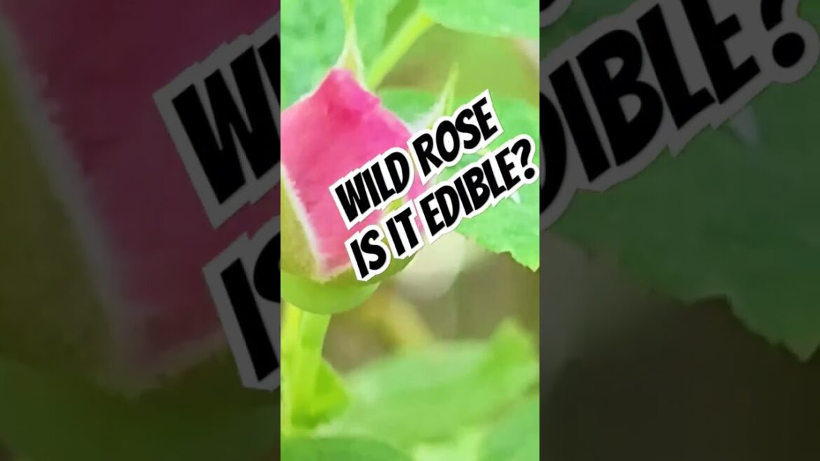 Wild Rose 🌹 is it edible? Can I Eat Rose Hips? Are roses edible? #gardening #survival #foraging #pnw