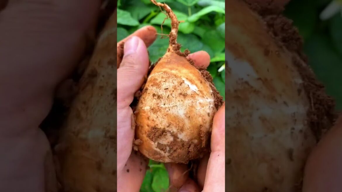 Jicama harvesting #harvesting #farming #agriculture Jicama harvesting #harvesting #farming #agriculture