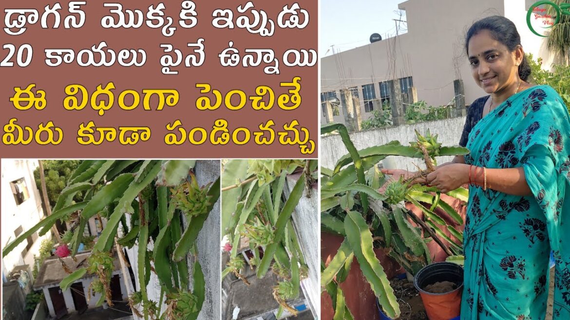 Dragon fruit plant tips and tricks || TELUGU GARDEN VLOG Dragon fruit plant tips and tricks || TELUGU GARDEN VLOG