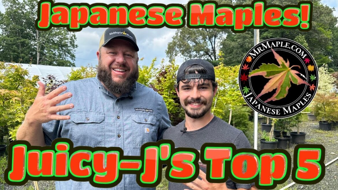 Top 5 Japanese Maples with Juicy-J
