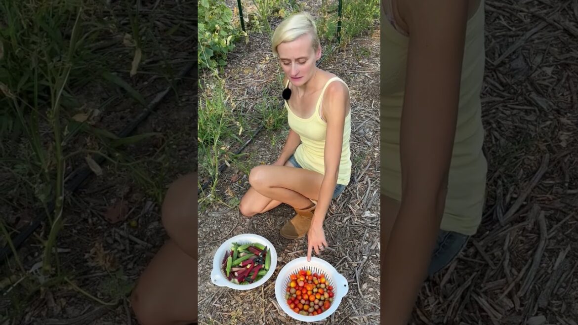 Morning Vegetable Harvest Aug 21st 2023 #gardening #gardeningtips #organicgardening