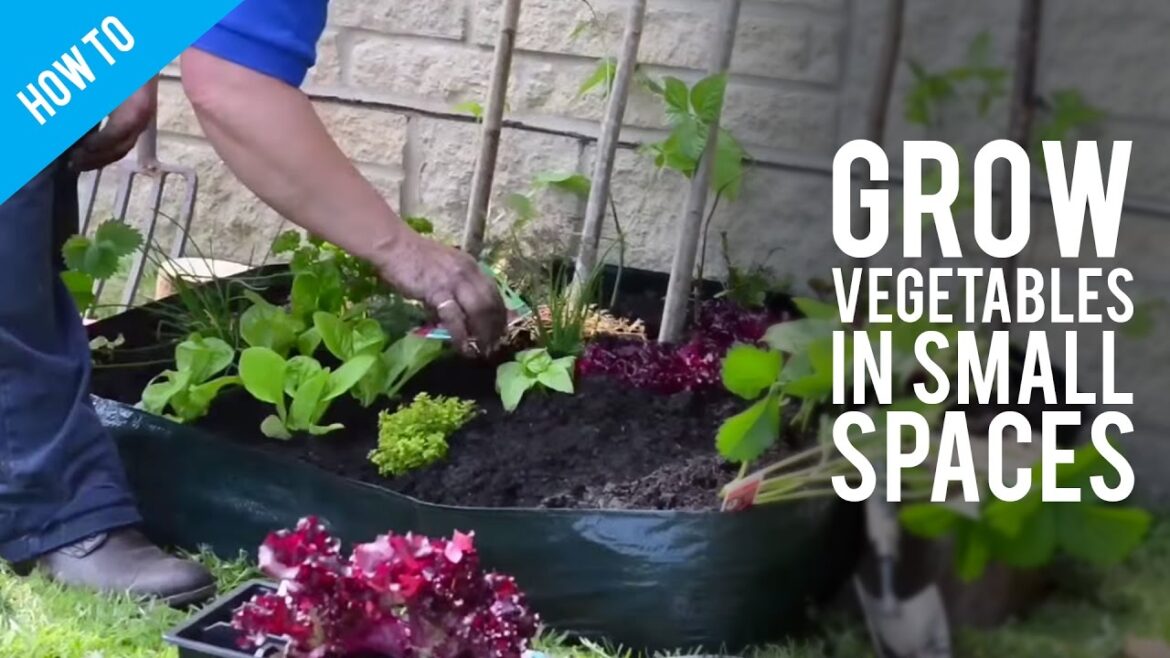 How to Grow Garden Vegetables In Small Spaces How to Grow Garden Vegetables In Small Spaces