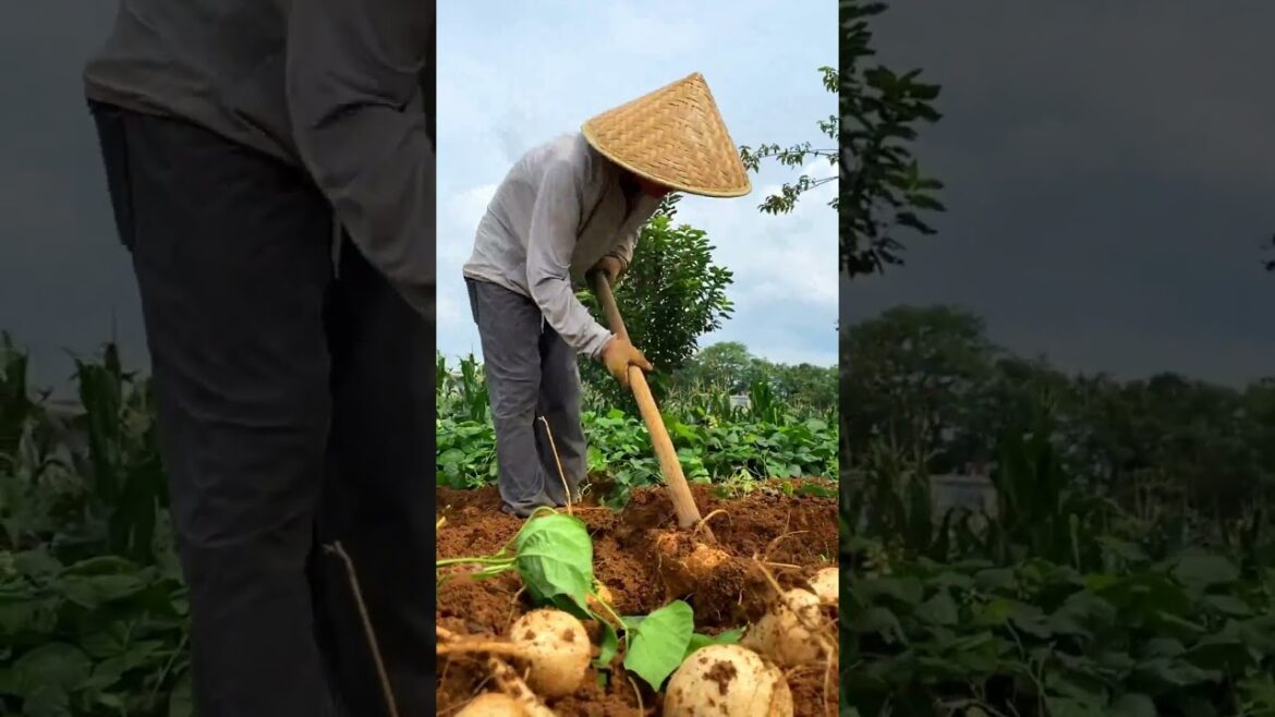 Harvesting Jicama at farm  #farming #harvesting #agriculture