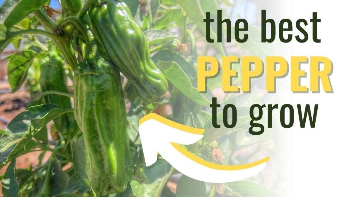 Shishito Peppers | The Pepper Every Gardener Must Grow