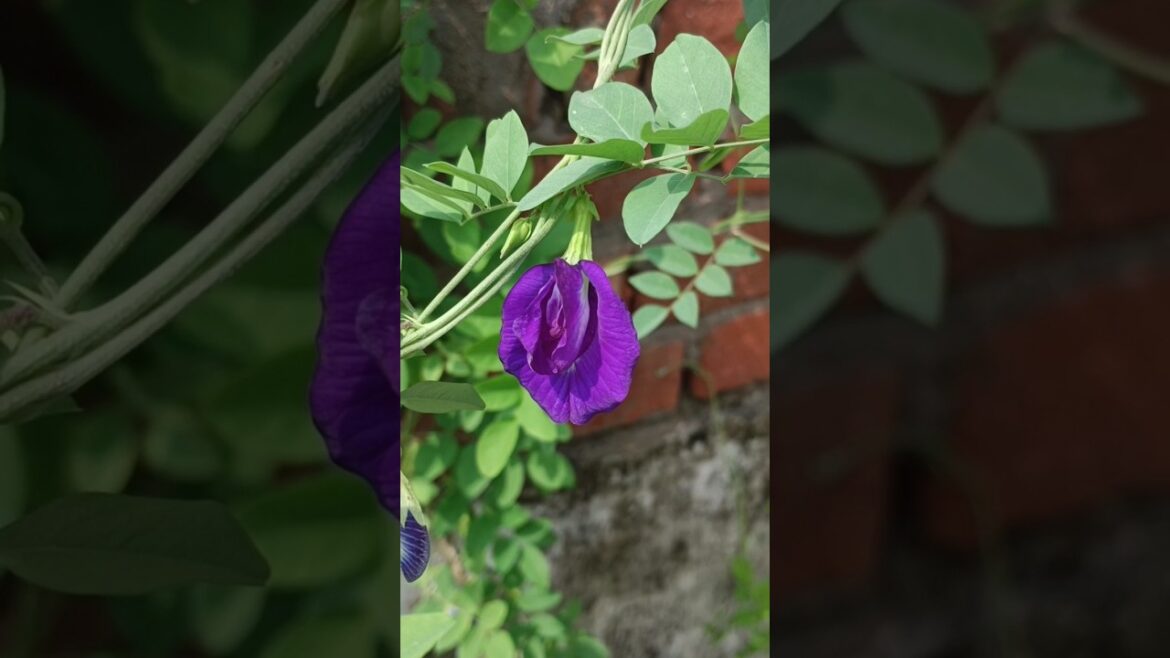 different colour aprajita flowers #aprajita #gardening #ytshorts #gardeningtips
