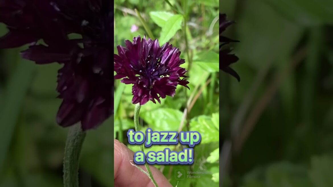 My secret garden quest 154 #edible cornflowers