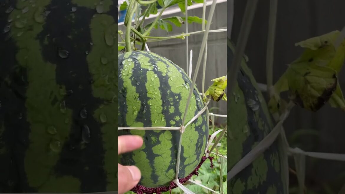 Wow watermelon 🍉 so bigger #epicgardening #garden #vegetablegardening #gardeningvideos Wow watermelon 🍉 so bigger #epicgardening #garden #vegetablegardening #gardeningvideos