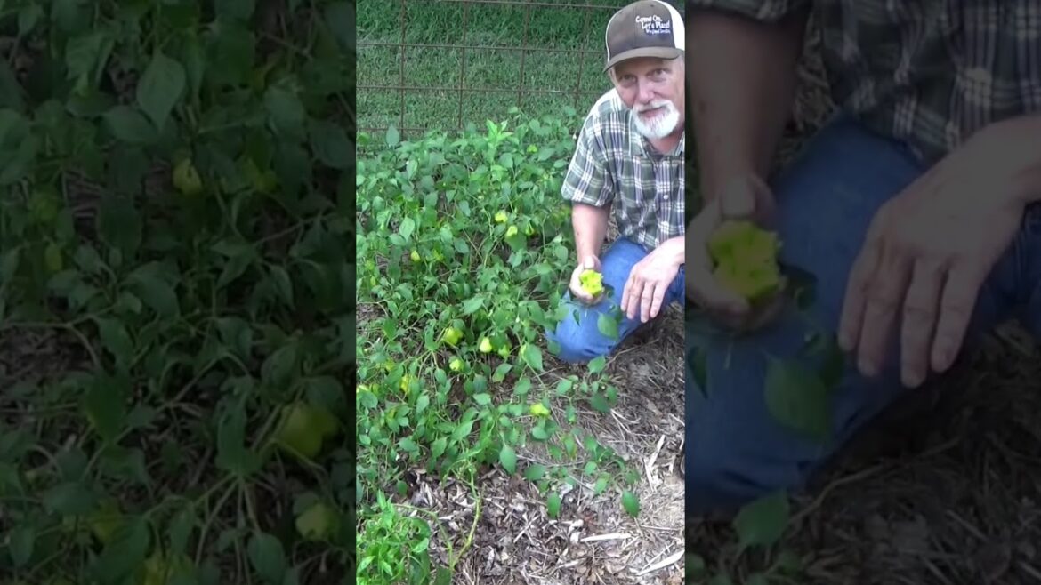 Checking for ripe peppers #gardeningtips #garden #peppers