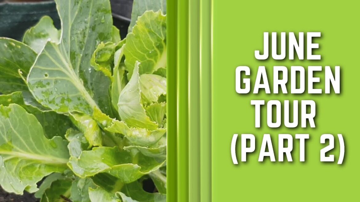 June Garden Tour (Part 2) | Hope this encourages you to grow food in containers | Life in the UK