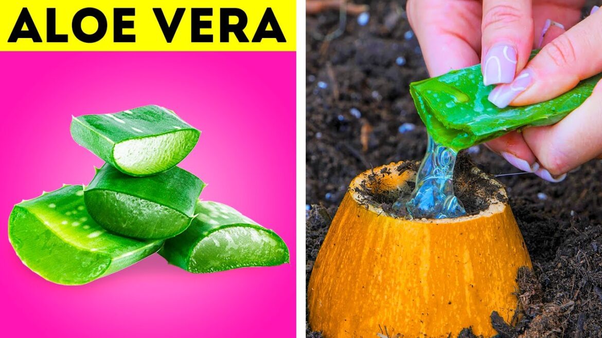 Smart Garden Solutions to Grow and Save your Plants Smart Garden Solutions to Grow and Save your Plants