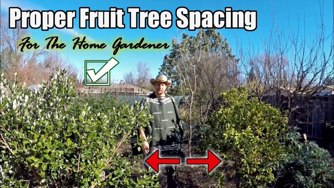 What's The Proper Fruit Tree Spacing For The Home Gardener?