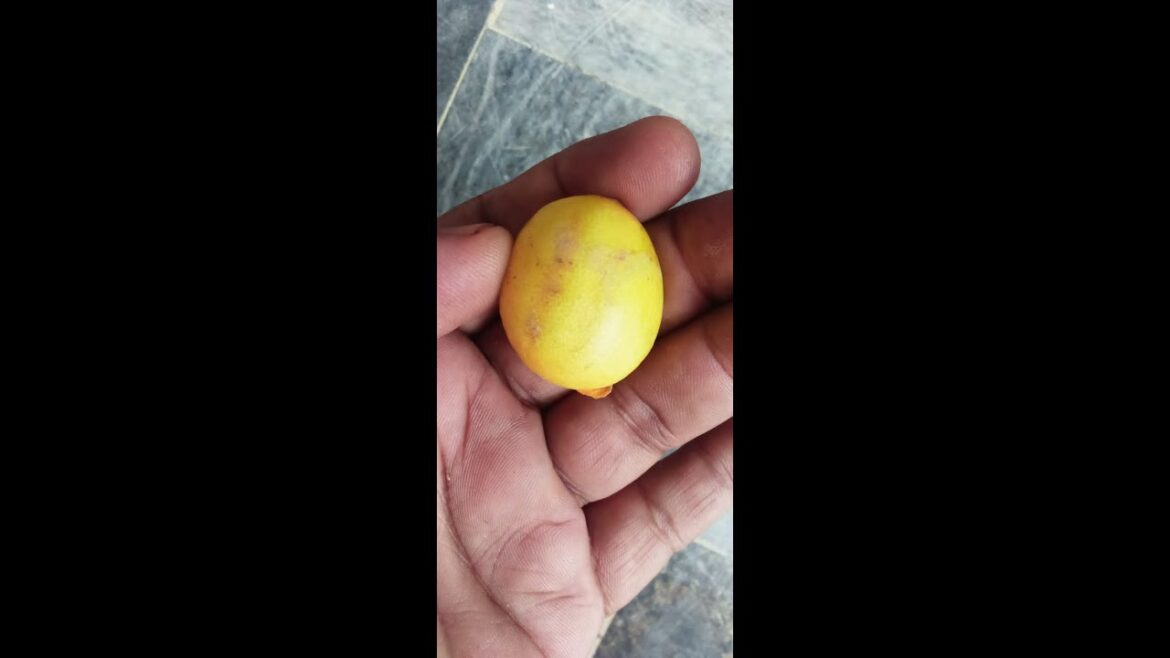 #Gardening Tips by imran  🍋 #