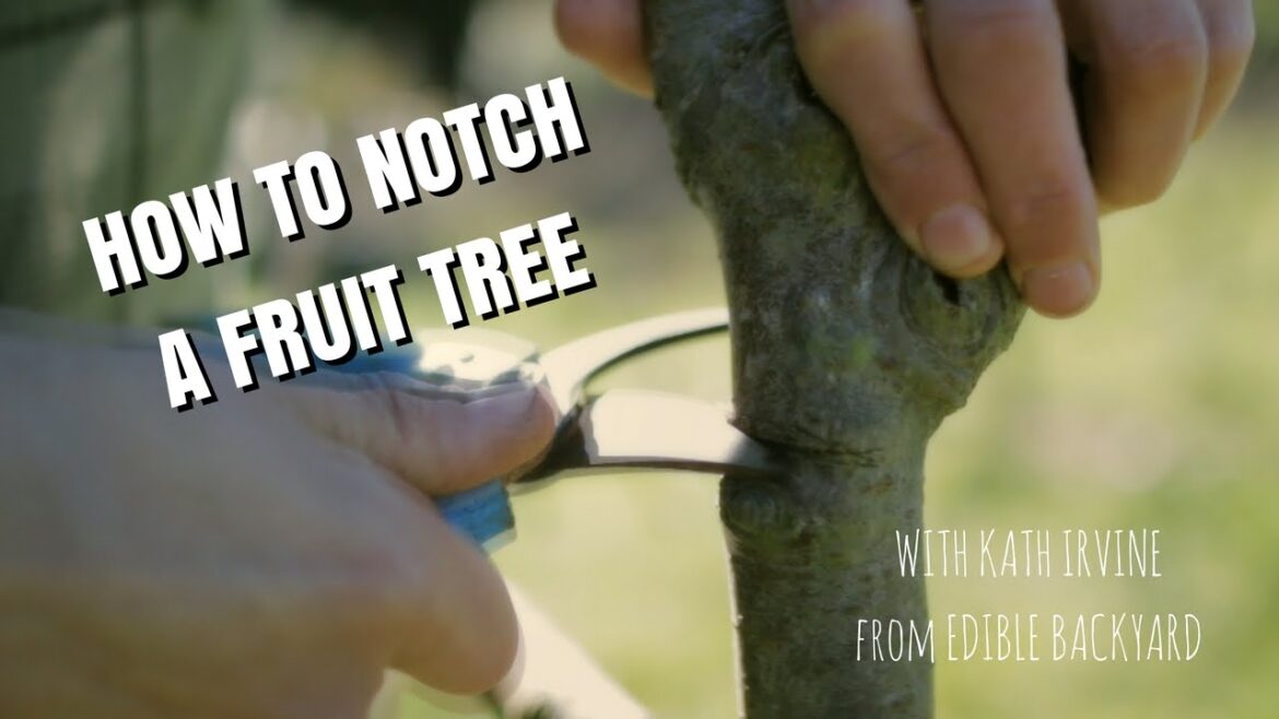 Edible Backyard - How to Notch a Fruit Tree