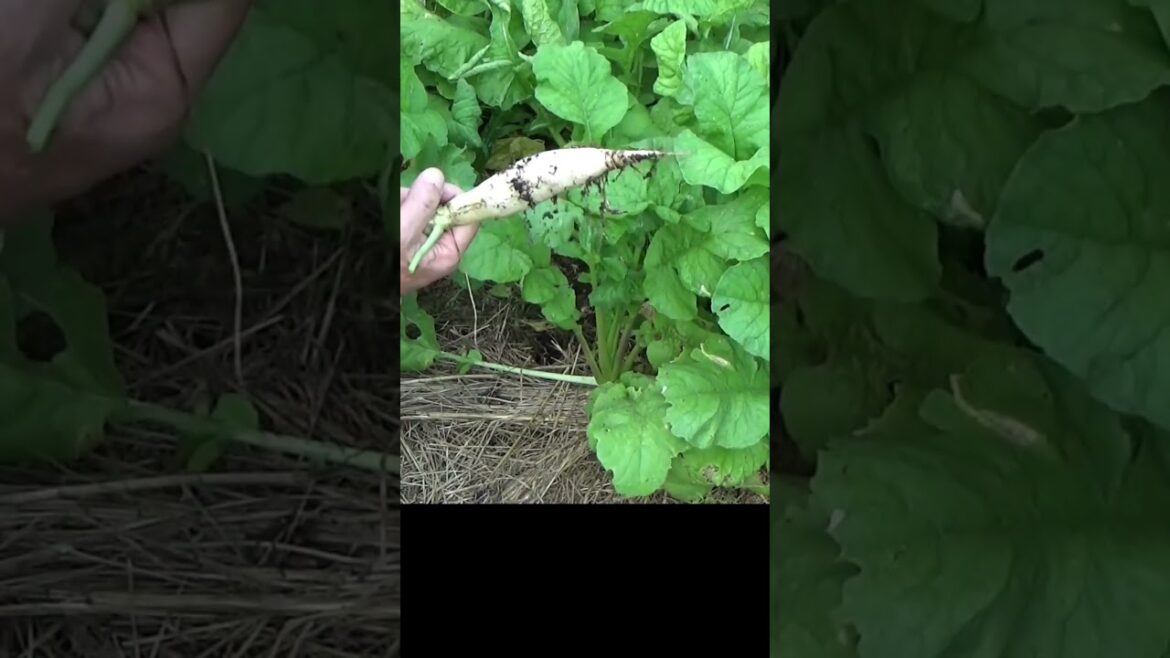 When to harvest root crops #garden #gardentips #harvest When to harvest root crops #garden #gardentips #harvest